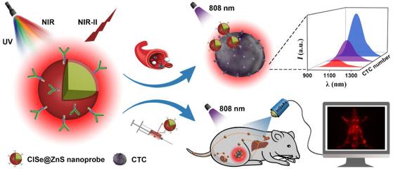 中科院福建物構所陳學元團隊新型近紅外二區發光量子點生物標記獲新進展